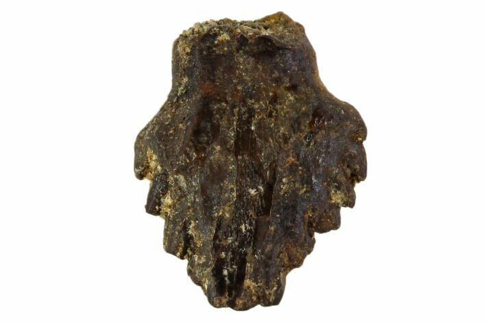 Fossil Ankylosaur Tooth - Montana #108127